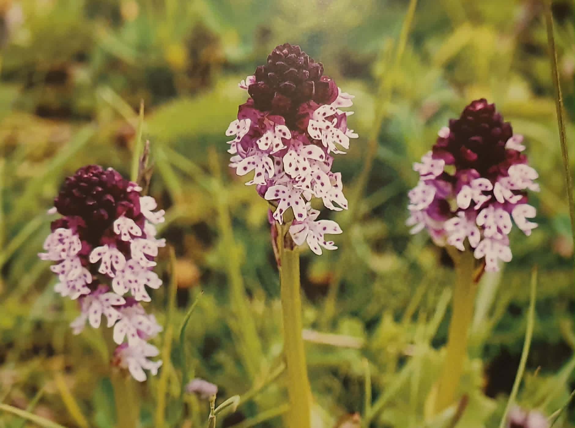 Les Orquídies de les Muntanyes de Prades